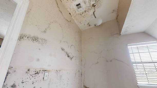 Best Black Mold Removal  in Covgton, IN