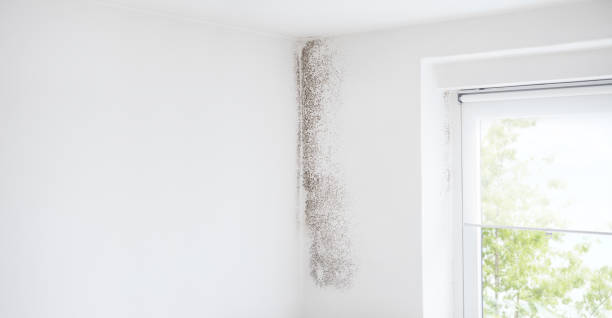 Best Mold Remediation for Healthcare Facilities  in Covgton, IN