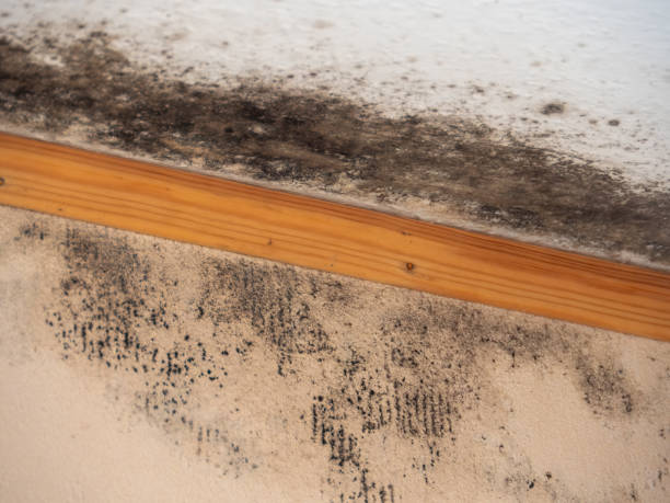 Best Environmental Consulting for Mold Prevention  in Covgton, IN