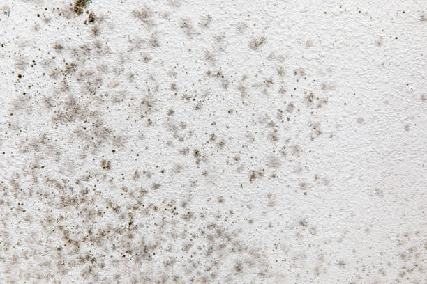 Best Mold Prevention Services  in Covgton, IN