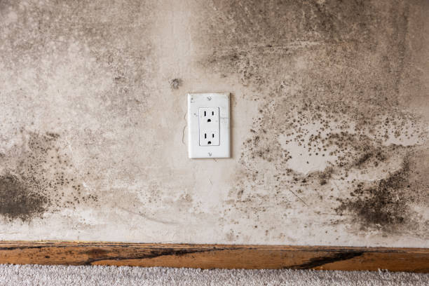 Best Water Damage & Mold Remediation  in Covgton, IN