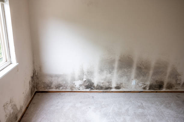 Best Water Damage & Mold Remediation  in Covgton, IN