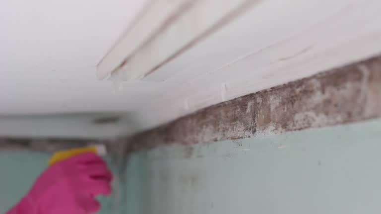 Mold Remediation for Vacation Homes in Covington, IN